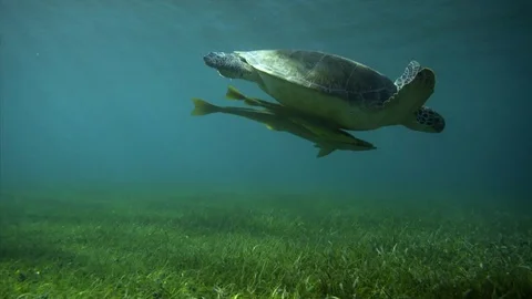 Swiming with turtle Stock-Footage 82627447