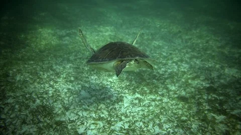 Swiming with turtle Stock Footage 82627790