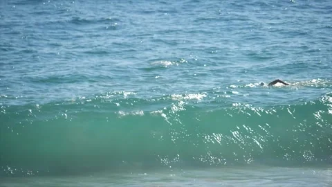 Swimmer at the beach slow motion Stock Footage 156690534