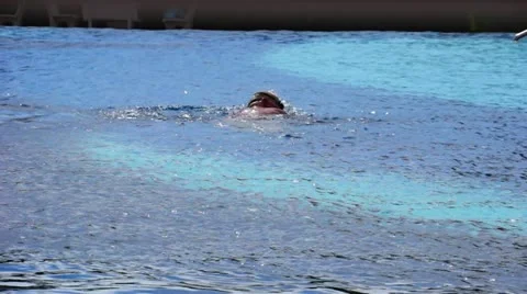 Swimmer Stock-Footage 15649669