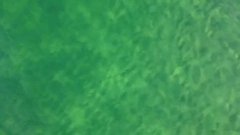 Swimmer Stock Footage 81132798