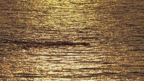 Swimmer on the gold waves Stock-Footage 147143337