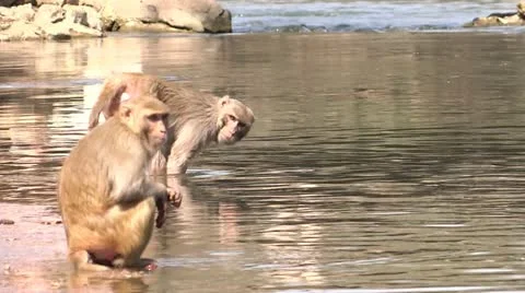 Swimmer Monkey Stock-Footage 22478567