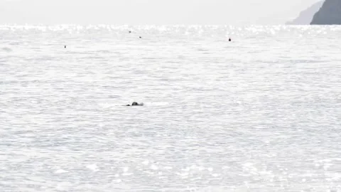 Swimmer in the open sea Stock-Footage 143453487