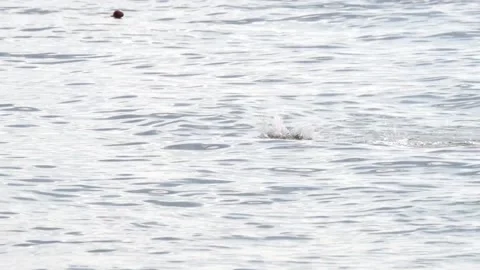 Swimmer in the open sea1 Stock Footage 143453480