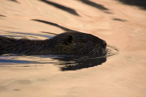 Swimmer Stock Photos