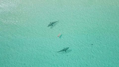 Swimmer surrounded from two sharks. drone view. 스톡 동영상 111385480