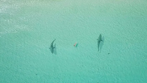 Swimmer surrounded from two sharks. drone view. zoom out 스톡 동영상 111386465