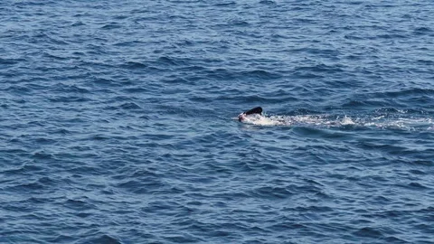 A Swimmer, swimming in the ocean Stock Footage 88509947
