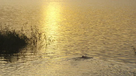 Swimmer swimming in the sunset Vidéo 207451553