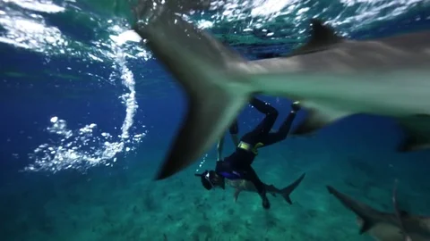 Swimmers and caribbean reef sharks in the bahamas Stock Footage