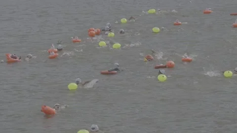 Swimmers Racing in Open Water with Orange Buoys Stock-Footage 343554622
