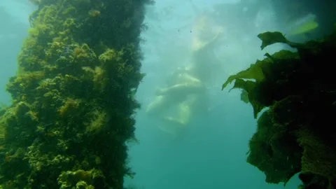 Swimmers surface from underwater pylon Video stock 231943542
