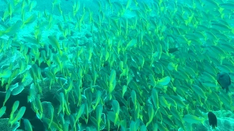 Swimming above a Large school of yellowtail snapper on an underwater dive Stock Footage 101075873