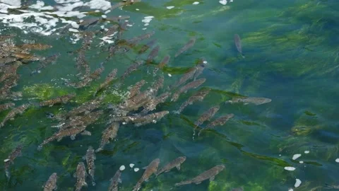 Swimming Alet fish Stock Footage 201391046
