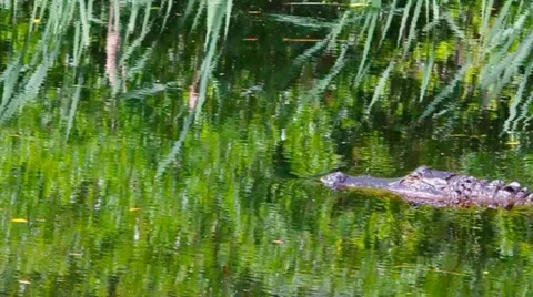Swimming Alligator 库存影片 10902175