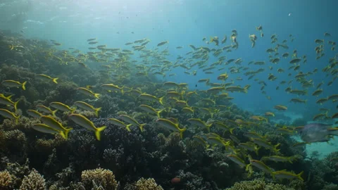 Swimming along reef wall through large school of goatfish Stock Footage 149043518