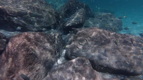 Swimming along with Sergeant Major school of fish and others in Atlantic Ocean Stock-Footage 337847509