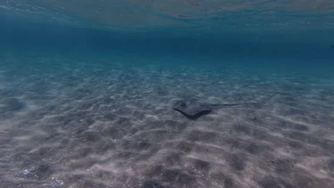 Swimming along with Stingray Stock-Footage 337846745