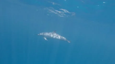 Swimming along with young light colored dolphin 스톡 동영상 148355029