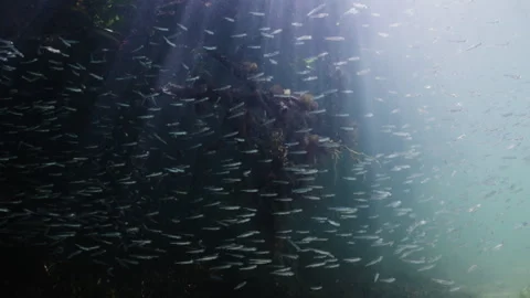 Swimming alongside mangrove tree roots with schooling fish 4K Stock Footage 294392844