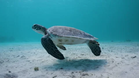 Swimming alongside a Sea turtle as it surfaces for air in 4K Stock Footage 292506609