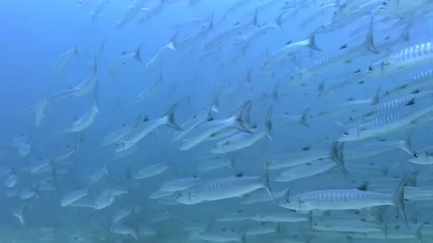 Swimming Among a Cyclone of Barracuda Fish in Sipadan, Indonesia Video stock 340586056