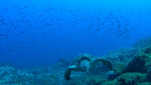 Swimming Among a School of Small Fish: The Green Sea Turtle of Ogasawara Stock Footage 332764174