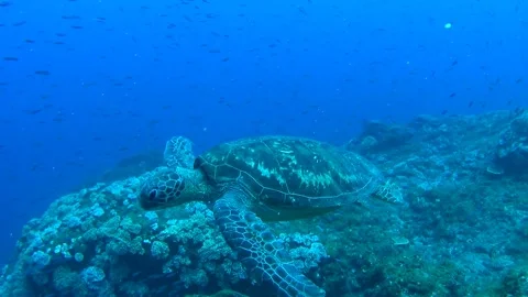 Swimming Among a School of Small Fish: The Green Sea Turtle of Ogasawara Stock Footage 332764188