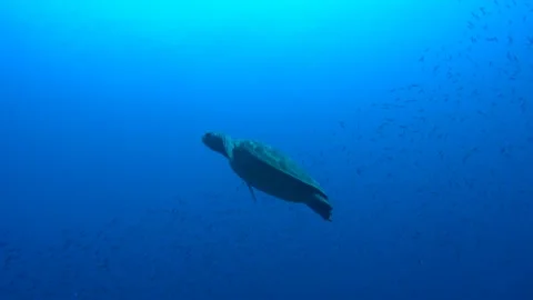 Swimming Among a School of Small Fish: The Green Sea Turtle of Ogasawara Stock Footage 332764190