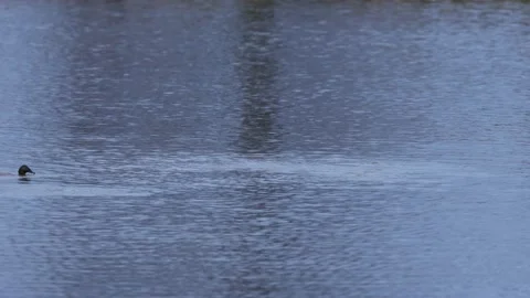 Swimming and diving Tufted Ducks on a Lake Stock Footage 166031378