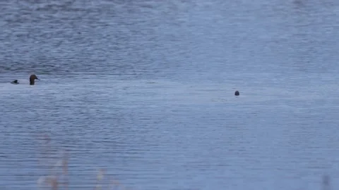 Swimming and diving Tufted Ducks on a Lake Stock Footage 166031437
