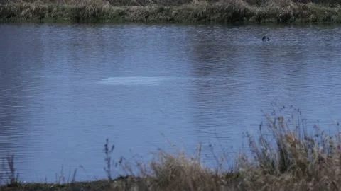 Swimming and diving Tufted Ducks on a Lake Stock Footage 166031529