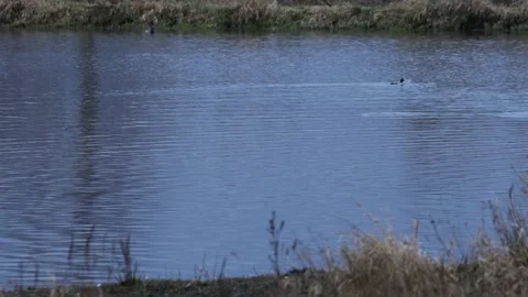 Swimming and diving Tufted Ducks on a Lake Stock Footage 166031714