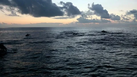 Swimming and Jumping over the Dusk Sea: The Long-beaked Common Dolphin of Stock Footage 332759845