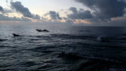 Swimming and Jumping over the Dusk Sea: The Long-beaked Common Dolphin of 库存影片 332759855