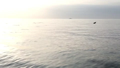 Swimming and Jumping over the Dusk Sea: The Long-beaked Common Dolphin of Stock Footage 332759895