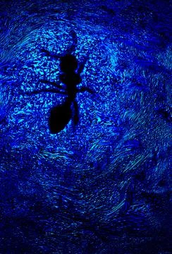 Swimming ant Stock Illustration