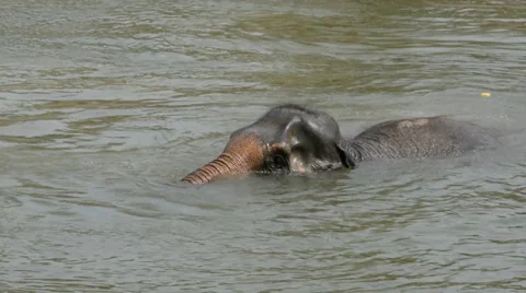Swimming Asian elephant Stock Footage 37708902