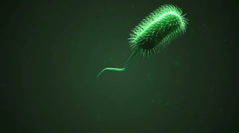 Swimming bacteria Video stock 2770003