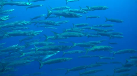 Swimming with barracuda Stock Footage 33073128