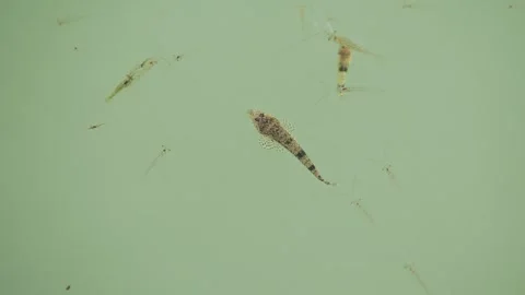 Swimming bartail flathead in japan Stock Footage 326315683