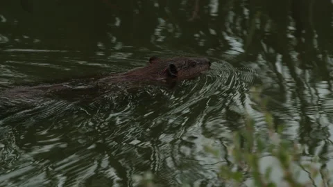 Swimming beaver Video stock 144024098