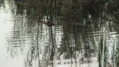 Swimming beaver Stock Footage 144024276