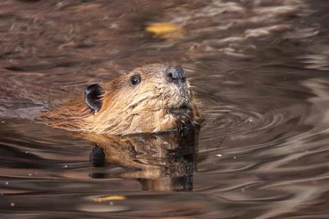 Swimming beaver looking up Stock Photos
