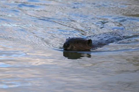 Swimming Beaver Stock Photos