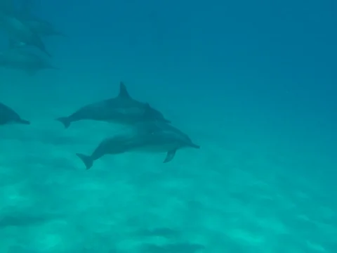 Swimming behind pod of Dolphins Stock Footage 80968076