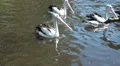 Swimming Black-white Australian Pelicans HD Footage