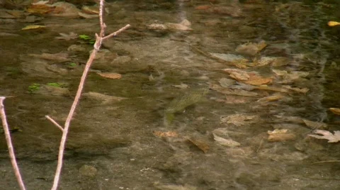 Swimming Brown Trout 動画素材 555552