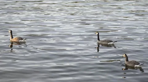Swimming Canada Geese Stock Footage 40273271